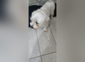 Perla sucht eine liebevolle Familie!
