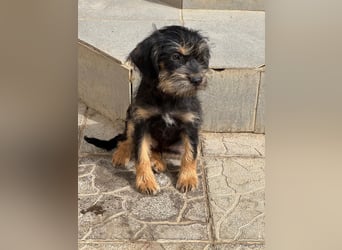 Keks sucht seine Menschen