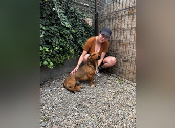 Arni sucht sein Zuhause
