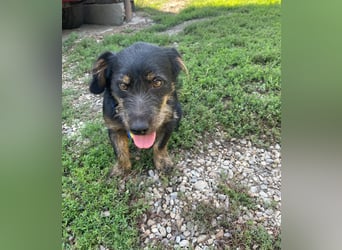 Coco sucht eine liebevolle Familie