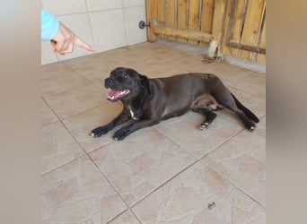 Coco sucht Ihre Familie!
