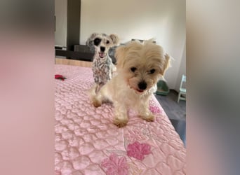 Perla sucht eine liebevolle Familie!