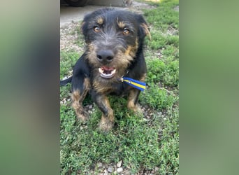 Coco sucht eine liebevolle Familie