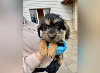 Keks sucht seine Menschen