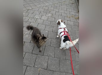 Baloo in 64646 Heppenheim auf Pflegestelle