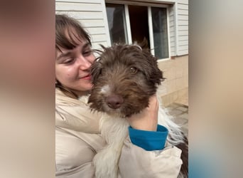 Flocke sucht sein Glück