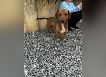 Arni sucht sein Zuhause