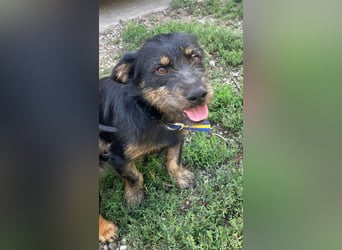 Coco sucht eine liebevolle Familie