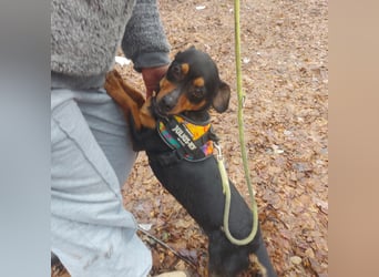 Liza - süße Maus sucht Ihre Familie