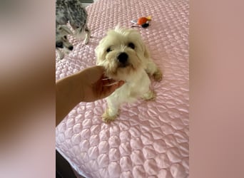 Perla sucht eine liebevolle Familie!