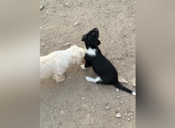 Perla sucht eine liebevolle Familie!