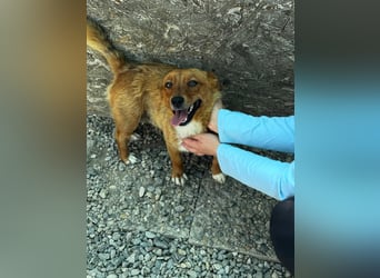 Pixel möchte auch ein Zuhause!