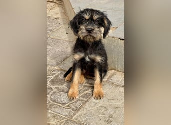 Keks sucht seine Menschen