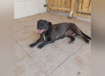 Coco sucht Ihre Familie!