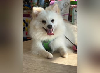 Yuki - Spitzfans aufgepaßt - Zuckenschock!