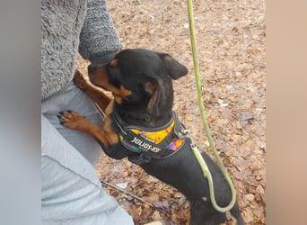 Liza - süße Maus sucht Ihre Familie