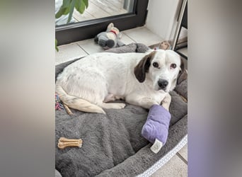 Baloo in 64646 Heppenheim auf Pflegestelle