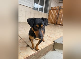 Liza - süße Maus sucht Ihre Familie