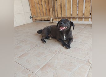 Coco sucht Ihre Familie!