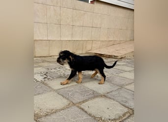 Keks sucht seine Menschen