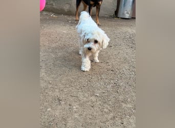Karina sucht ein Zuhause!
