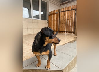 Liza - süße Maus sucht Ihre Familie