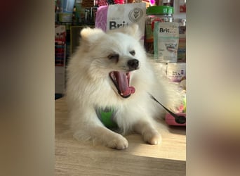 Yuki - Spitzfans aufgepaßt - Zuckenschock!