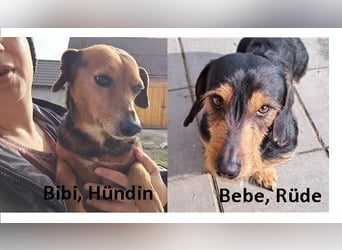 Bibi und Bebe suchen gemeinsam ihr Glück!