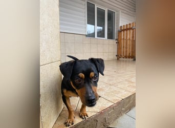 Liza - süße Maus sucht Ihre Familie