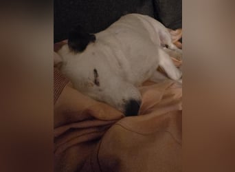 Baloo in 64646 Heppenheim auf Pflegestelle