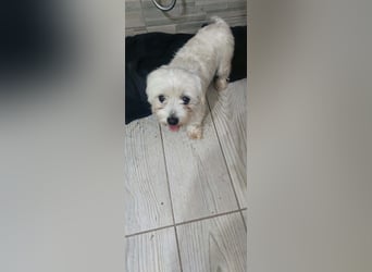 Perla sucht eine liebevolle Familie!