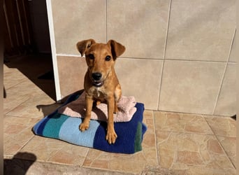 Nuka Welpe - sucht Familie