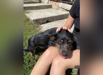 Coco sucht eine liebevolle Familie