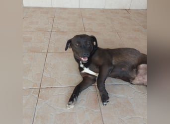 Coco sucht Ihre Familie!