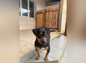 Liza - süße Maus sucht Ihre Familie