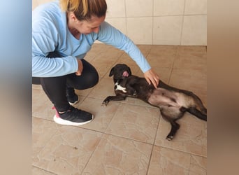 Coco sucht Ihre Familie!
