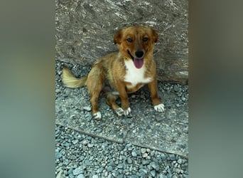 Pixel möchte auch ein Zuhause!