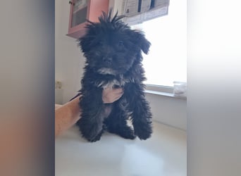 Ronja Welpe - sucht Ihre Familie!