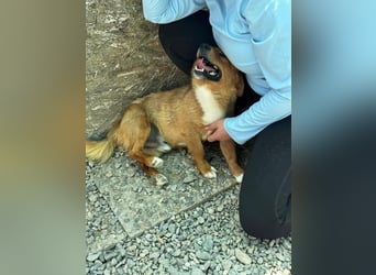 Pixel möchte auch ein Zuhause!