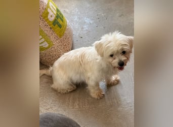 Perla sucht eine liebevolle Familie!