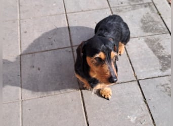 Bibi und Bebe suchen gemeinsam ihr Glück!