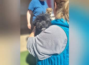 Ronja Welpe - sucht Ihre Familie!