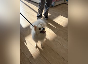 Yuki - Spitzfans aufgepaßt - Zuckenschock!