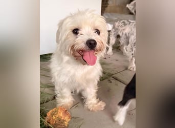 Perla sucht eine liebevolle Familie!