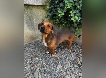 Arni sucht sein Zuhause