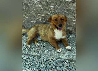 Pixel möchte auch ein Zuhause!