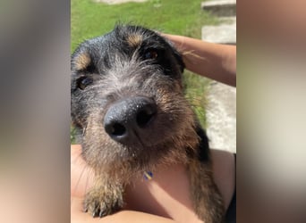 Coco sucht eine liebevolle Familie