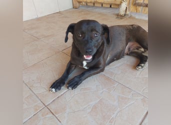Coco sucht Ihre Familie!