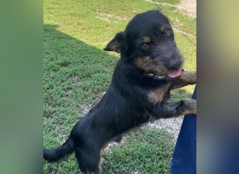 Coco sucht eine liebevolle Familie