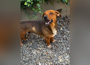 Arni sucht sein Zuhause